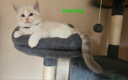 Ragdoll cats for sale: 2 Boys left Gccf £950 Ragdolls  - Image 16