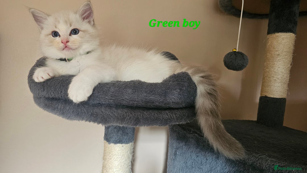 Ragdoll cats for sale: 2 Boys left Gccf £950 Ragdolls  - Image 16