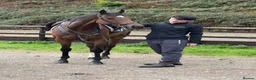 Irish Thoroughbred horses for sale: Kodi - The one with the WOW  - Advert 3