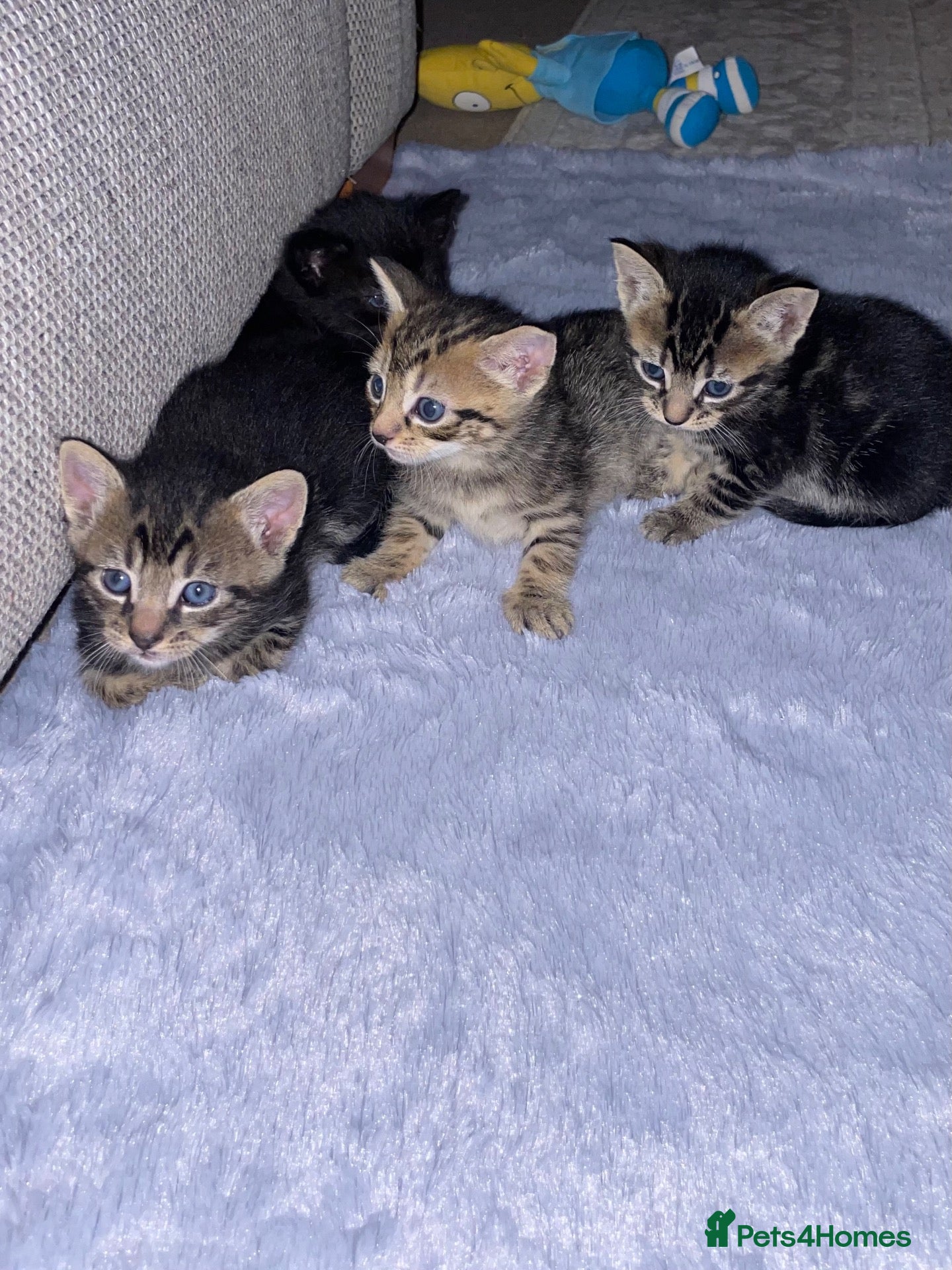 Mixed Breed cats 4 beautiful kittens  - Advert 2