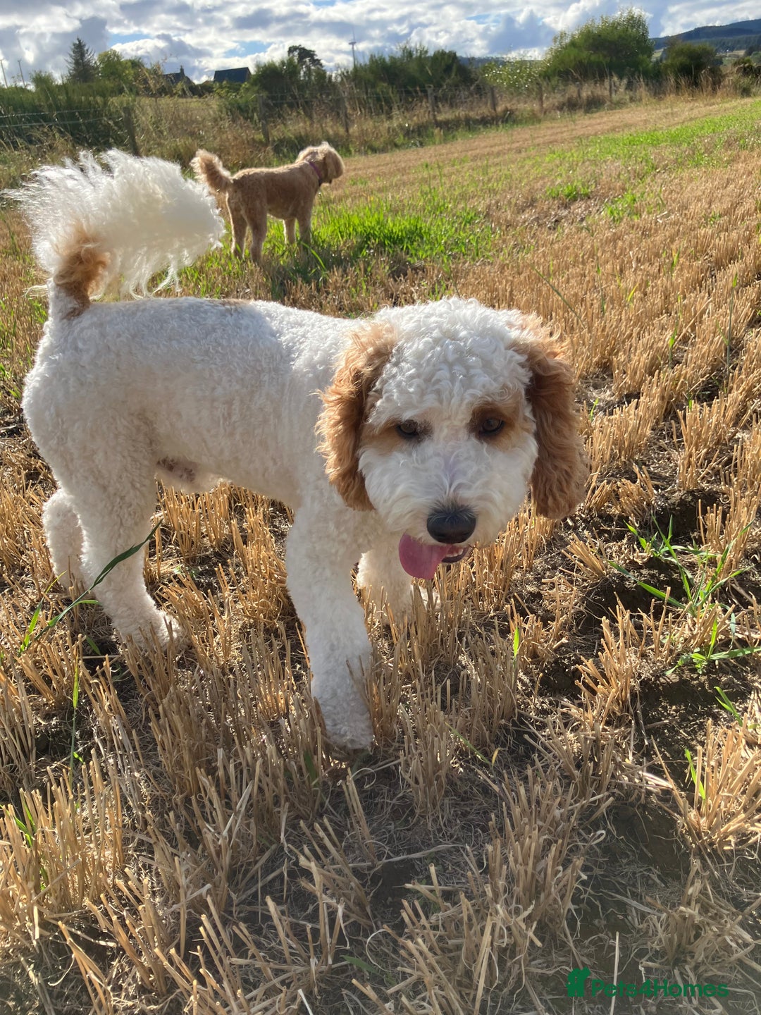 Labradoodle dogs for stud: For stud - Image 5