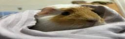 Guinea Pig rodents for sale: 2 Guinea pigs in Bolton - Advert 7
