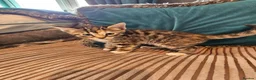 Bengal cats for sale: Begal cross kittens  - Advert 25