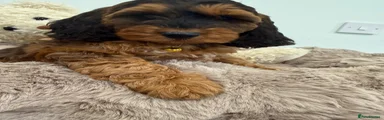 Cockapoo 5