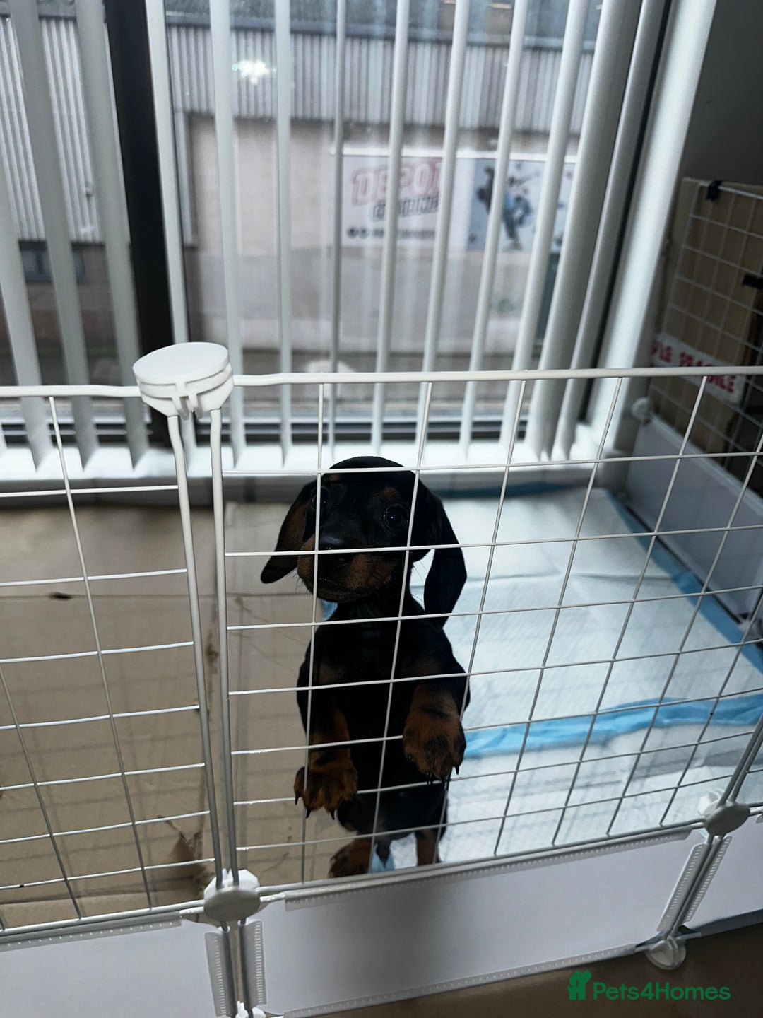Dachshund dogs for sale:  Adorable Dachshund Puppy Loving Home  - Advert 4