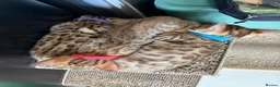 Bengal cats for sale: 🐾 Purebred Bengal Kittens for Sale 🐾 - Advert 22