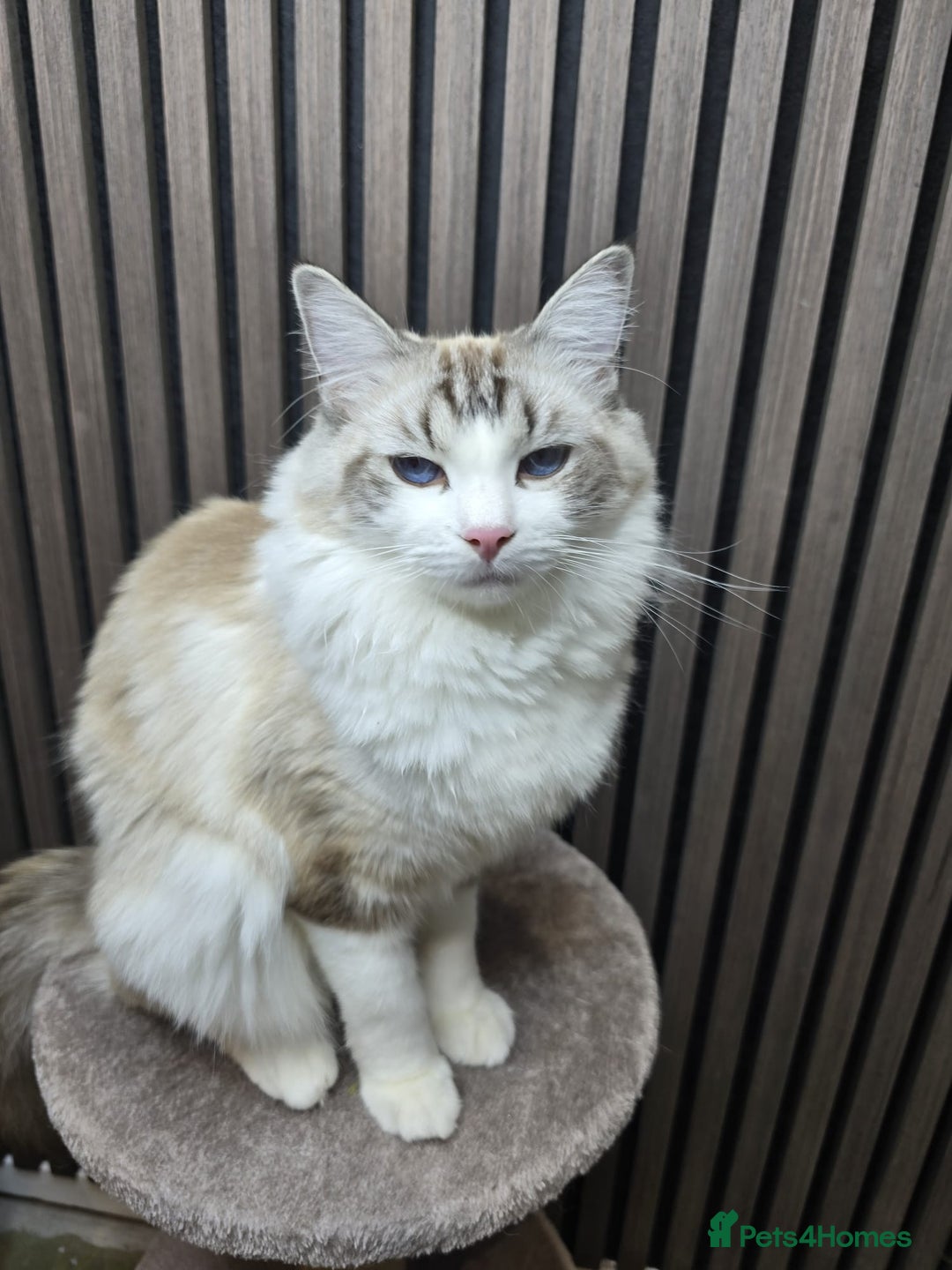 Ragdoll cats for sale: TICA Stunning Championship Line Ragdolls  - Advert 4