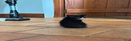 Domestic Shorthair cats for sale: 5 black and white kittens ready to take home  - Advert 9