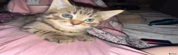 Mixed Breed cats for sale: Grey tabby & female ginger and cream kitten  - Advert 4