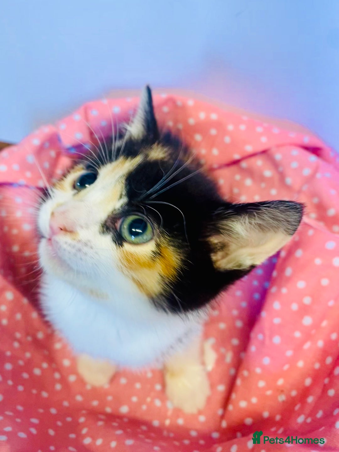 European cats for sale: Colourful kittens - Image 11