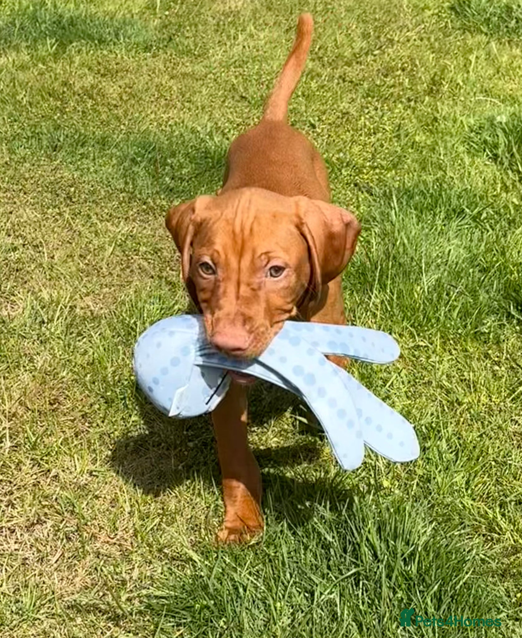 Hungarian Vizsla dogs Pedigree KC Hungarian Vizsla Pup For Sale - Advert 1