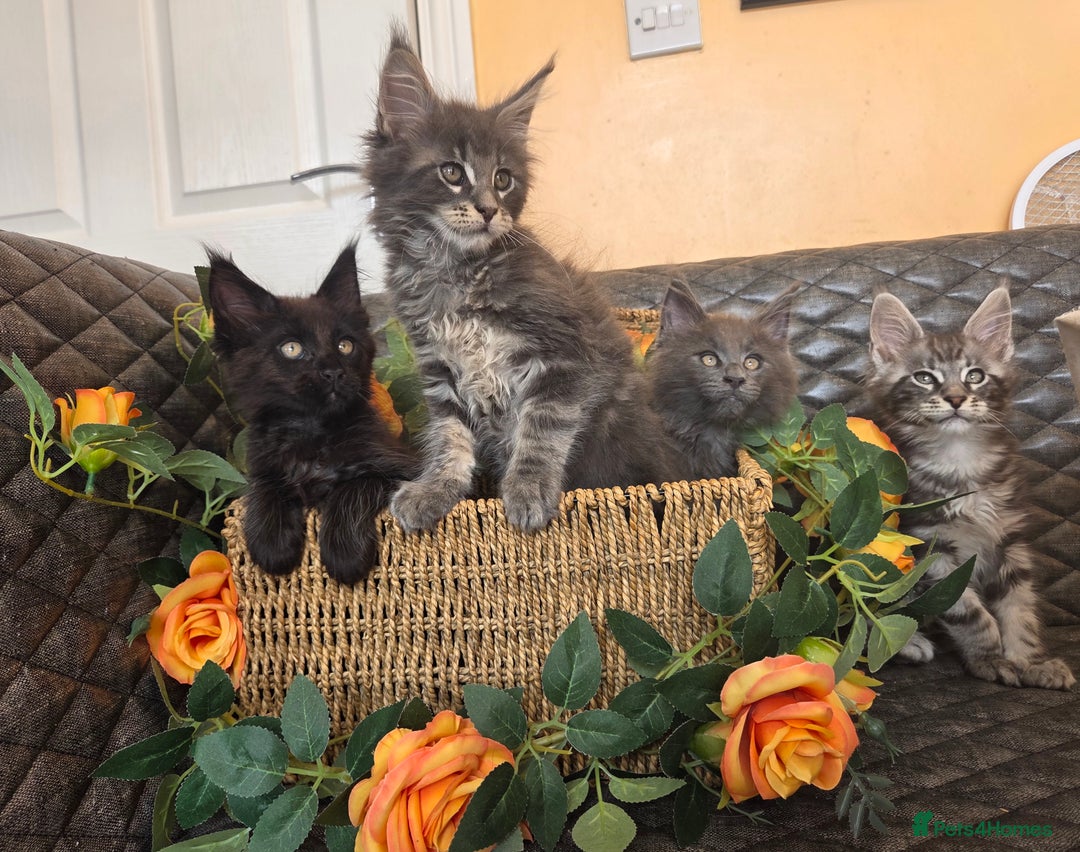 Maine Coon cats for sale: HEALTH TESTED TICA REG - Image 12