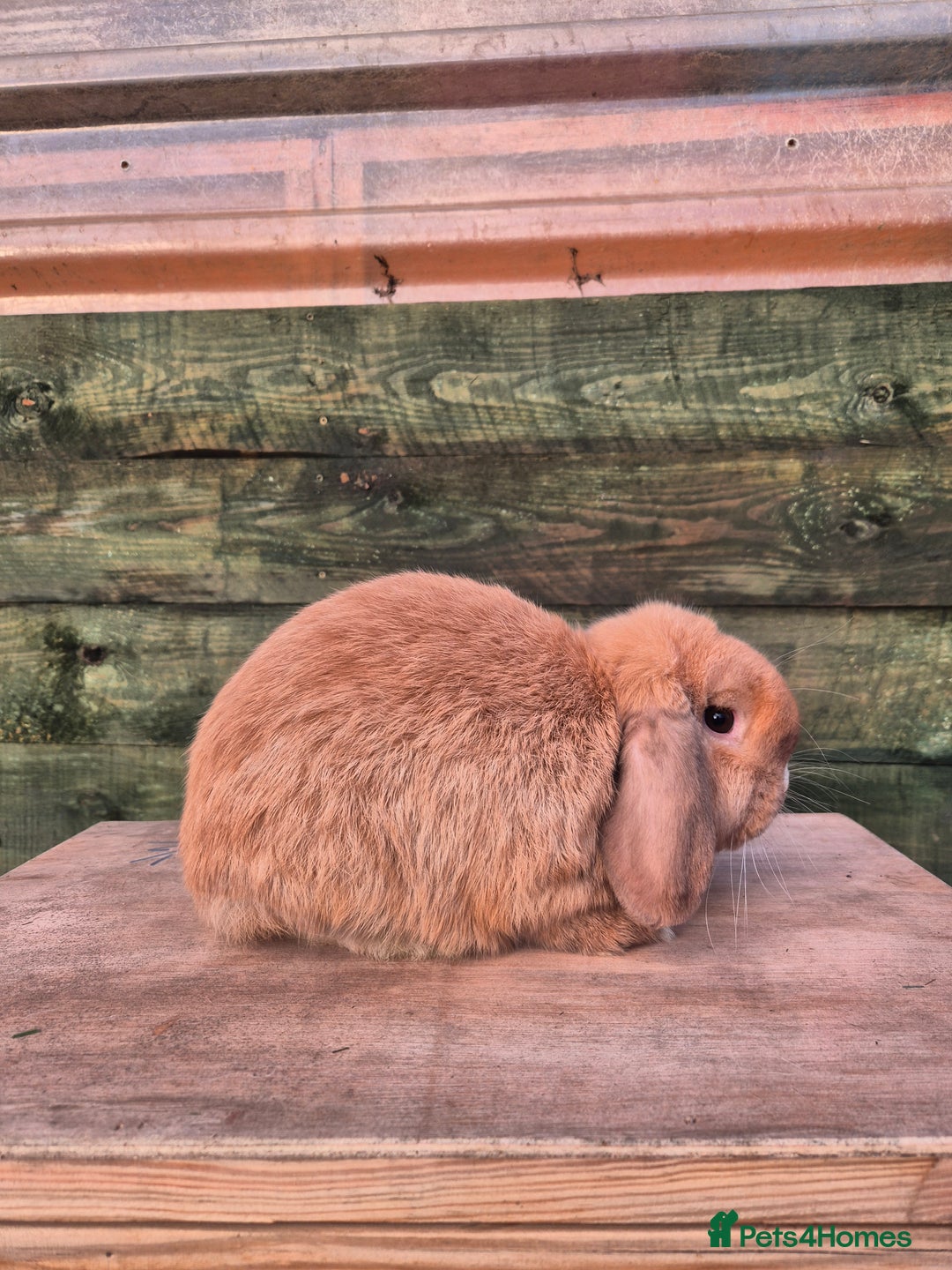 Mini Lop rabbits for sale: Mini lop boys  - Advert 4