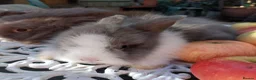 Lionhead rabbits for sale: PUREBRED DOUBLE/TEDDY LION HEAD BABIES  - Advert 5