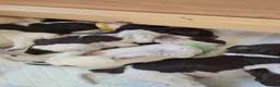 Sprocker dogs for sale: Sprocker puppies in Cowdenbeath - Advert 4