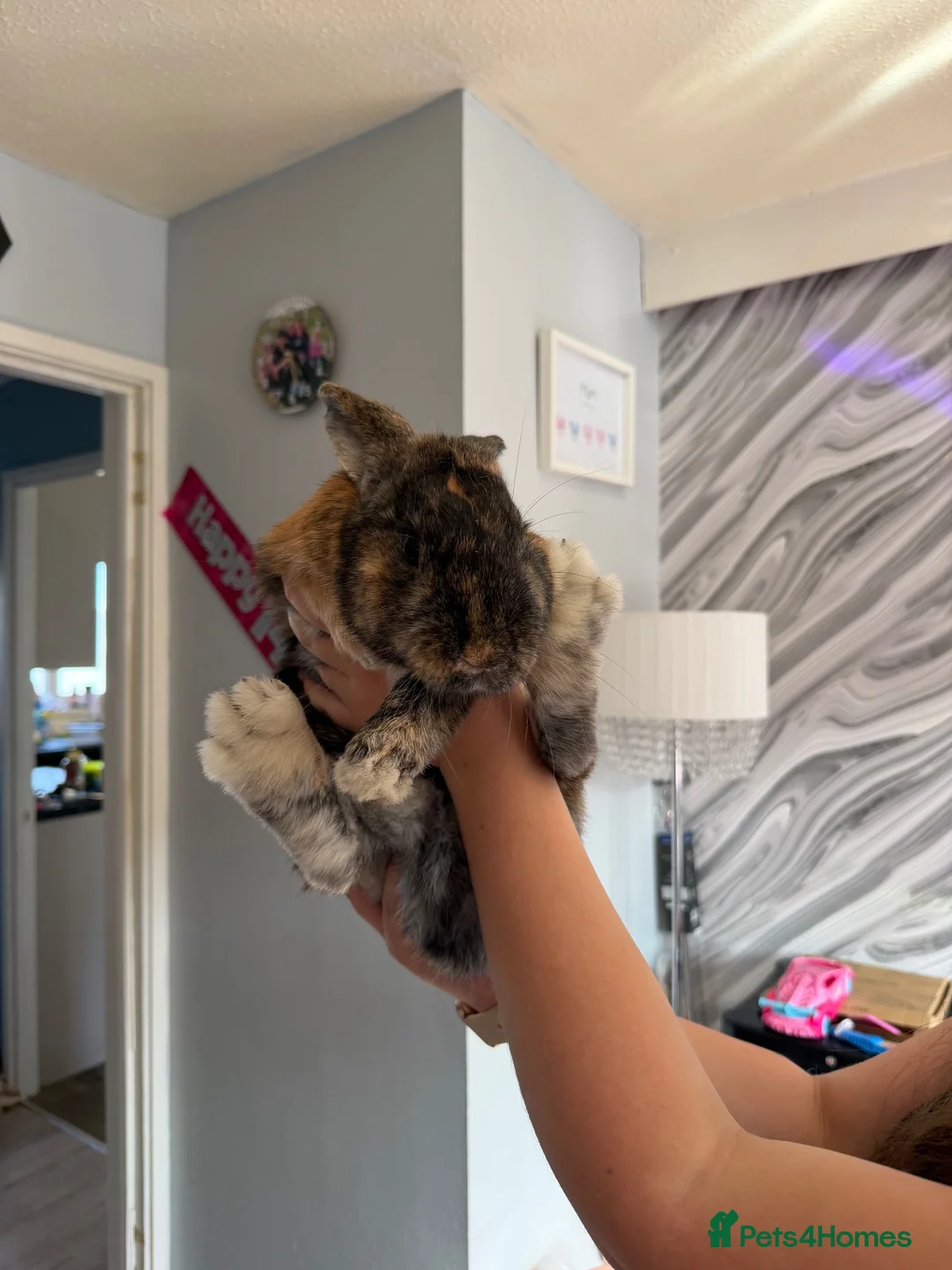 Mixed Breed rabbits for sale: Beautiful fudge in Basingstoke - Advert 1
