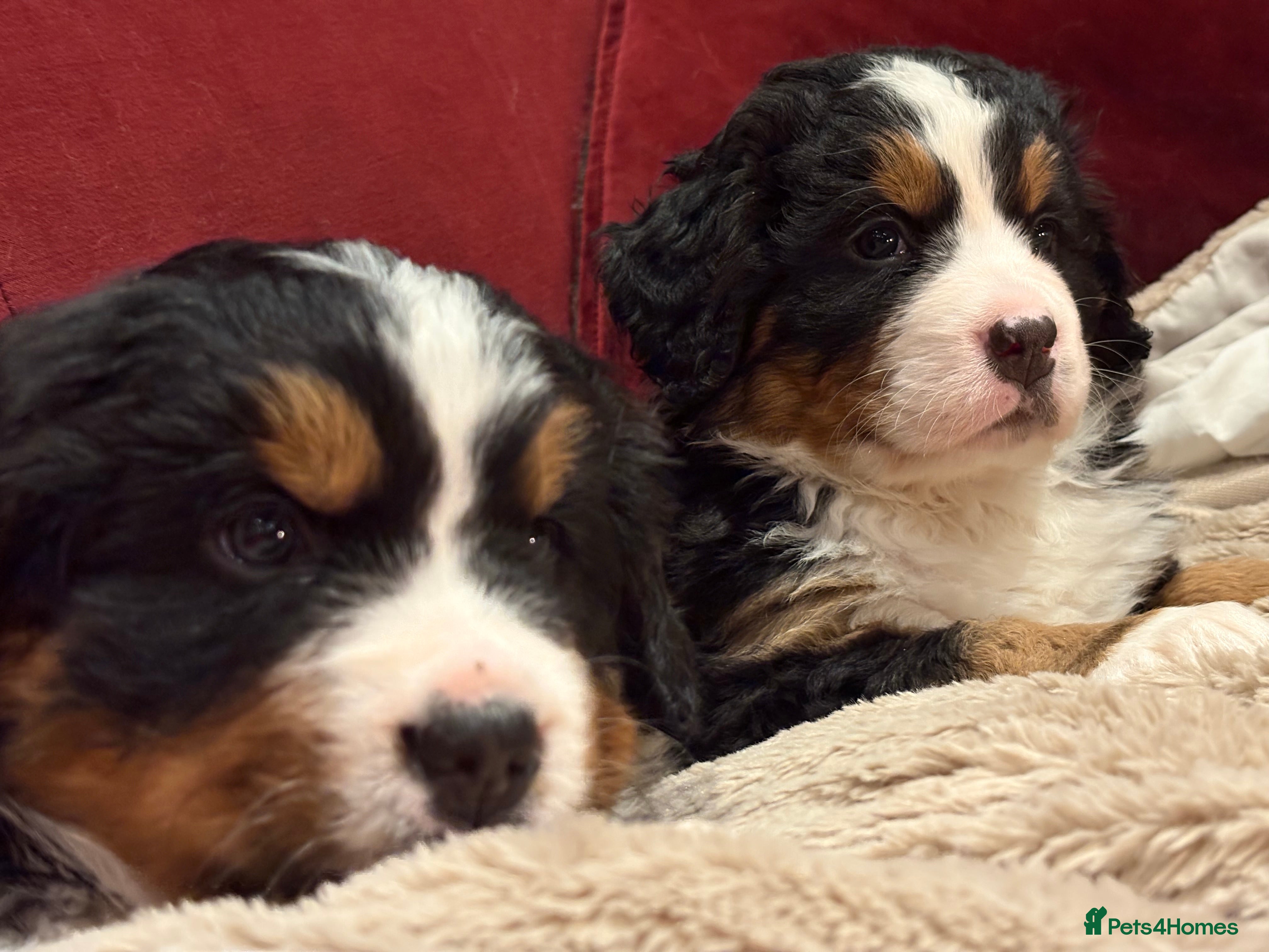 Bernese Mountain Dog dogs Beautiful Bernese Mountain puppies  - Advert 5