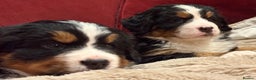 Bernese Mountain Dog dogs for sale: Beautiful Bernese Mountain puppies  - Advert 1