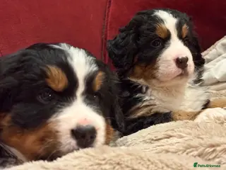 Bernese Mountain Dog dogs Beautiful Bernese Mountain puppies - Advert 6