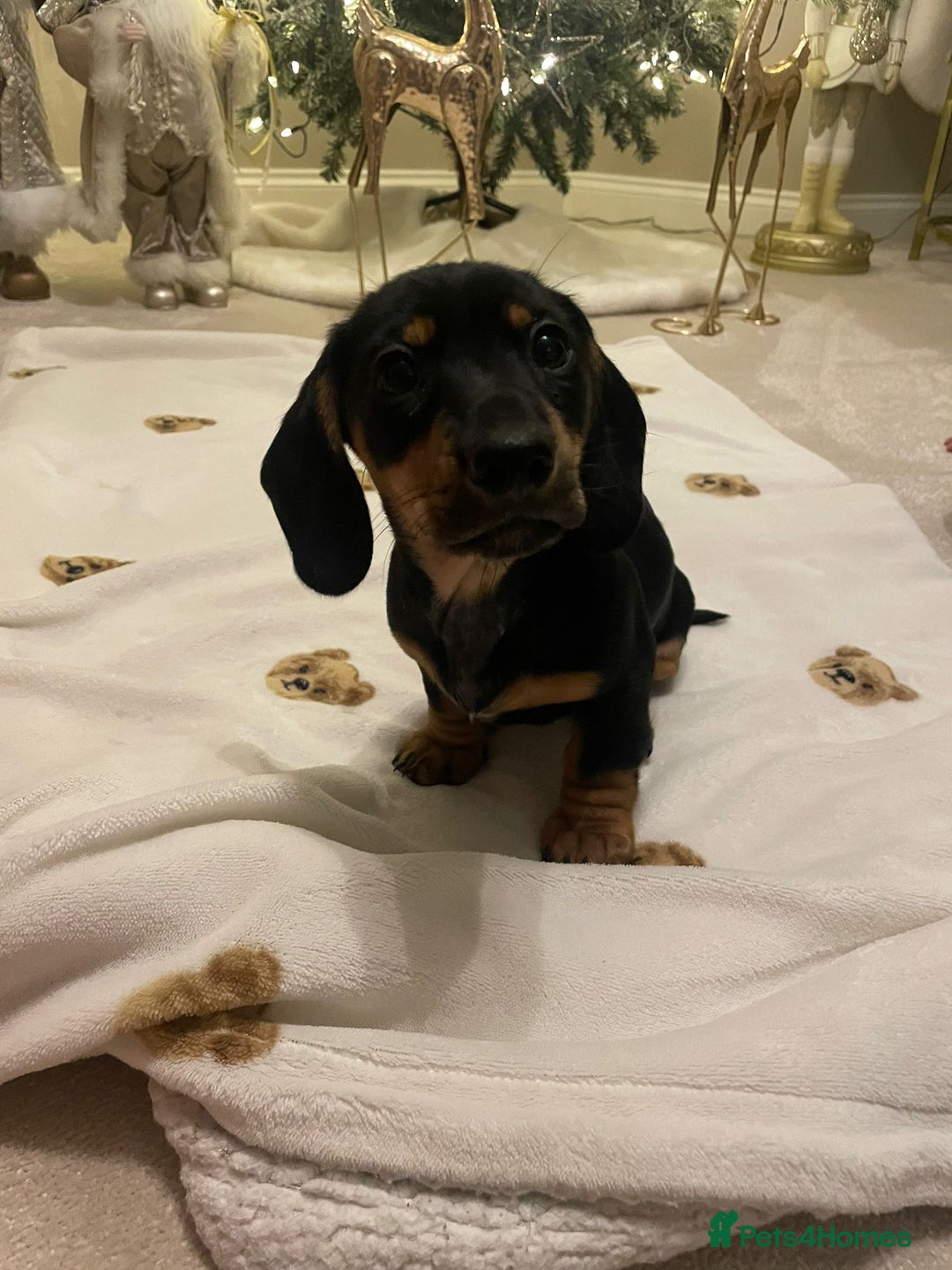 Dachshund dogs for sale: 3 adorable dachshunds puppies 2 boy 1 girls - Advert 6