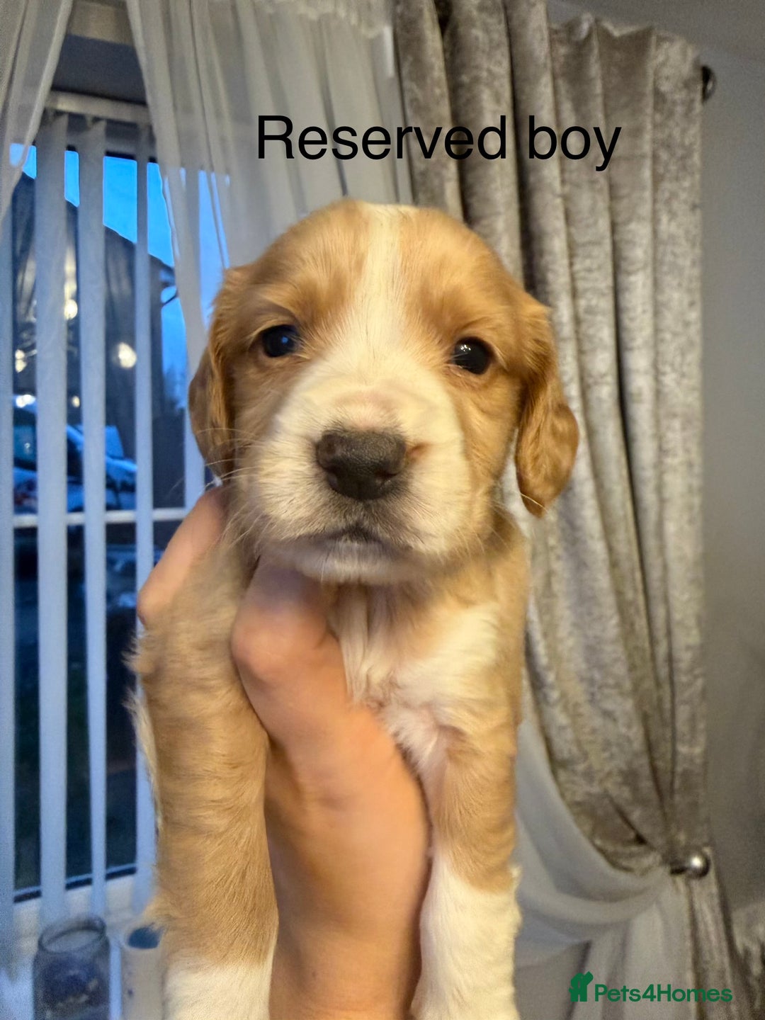 Cocker Spaniel dogs for sale: Cocker spaniel puppies  - Advert 22