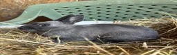 Polish rabbits for sale: Stunning litter of polish dwarf rabbits  - Advert 12