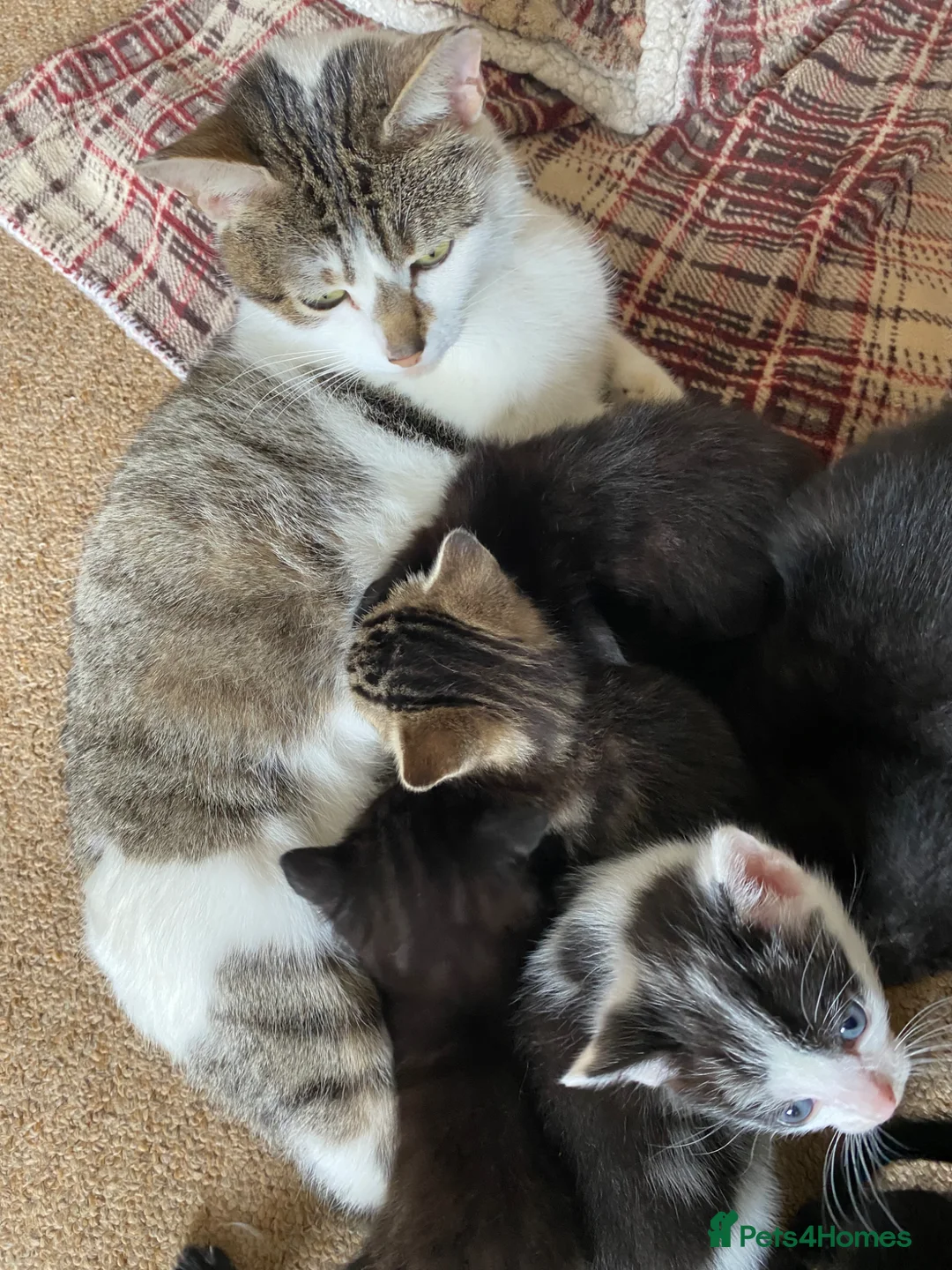 Mixed Breed cats for sale: Beautiful Kittens  - Advert 13