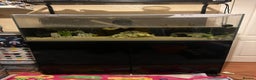Axolotl reptiles for sale: Axolotl and full set up for sale - Advert 3