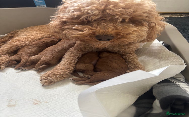 Cockapoo dogs - Advert 16