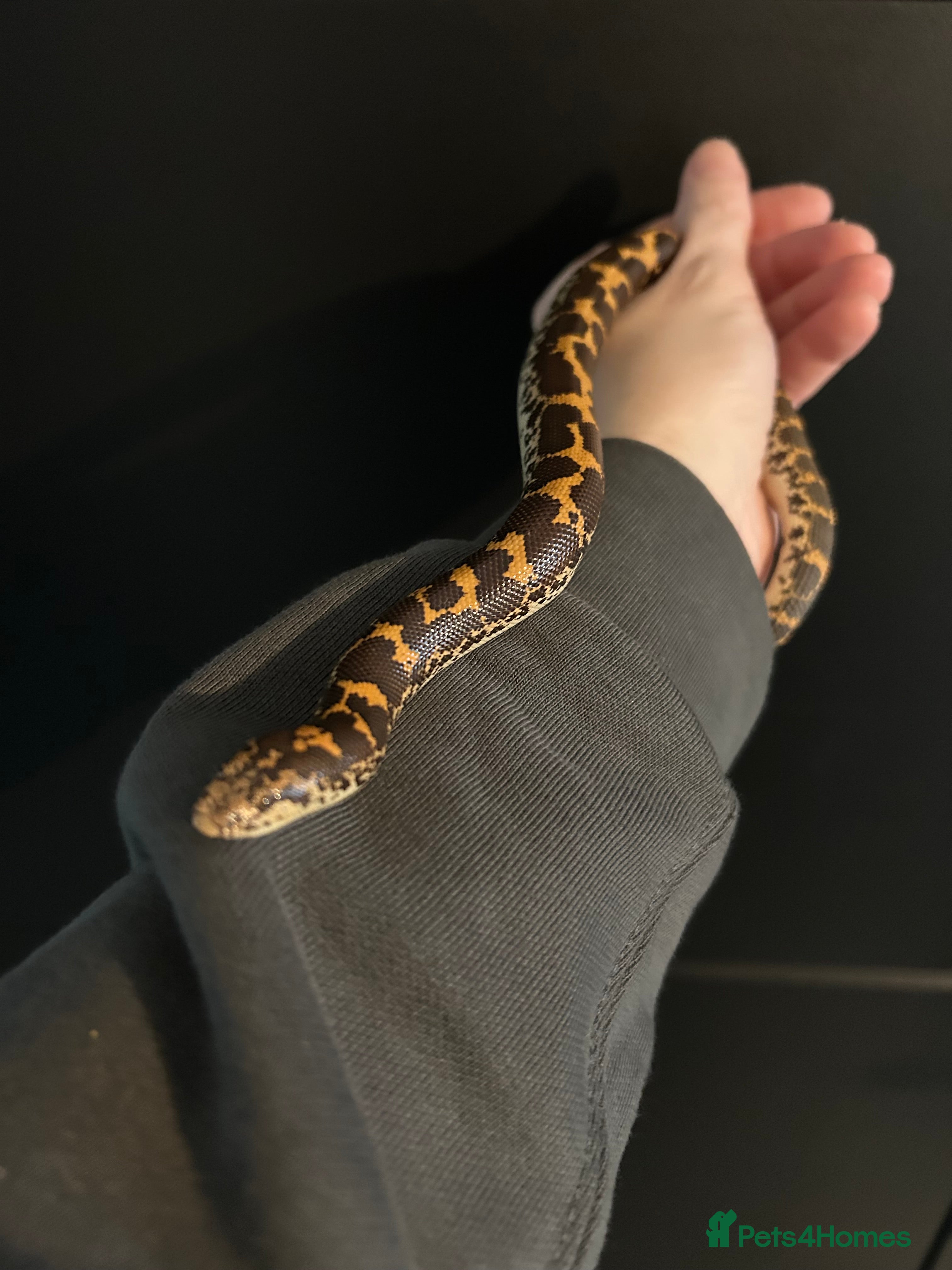 Snake reptiles Kenyan Sand Boa + Enclosure full setup  - Advert 1