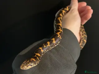 Snake reptiles Kenyan Sand Boa + Enclosure full setup - Advert 1