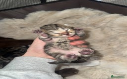 British Shorthair cats for sale: British short hair kittens  - Image 7
