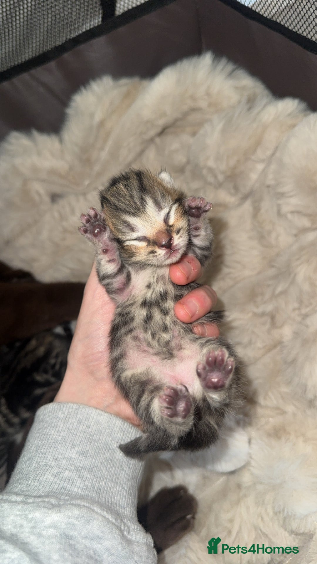 British Shorthair cats for sale: British short hair kittens  - Image 7