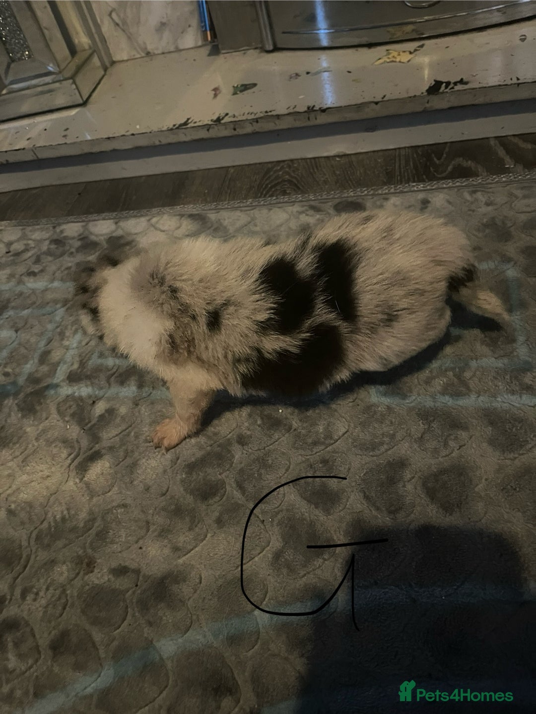 Border Collie dogs for sale: Border collie puppies - Image 24