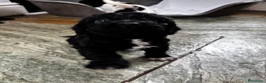 Sproodle 3