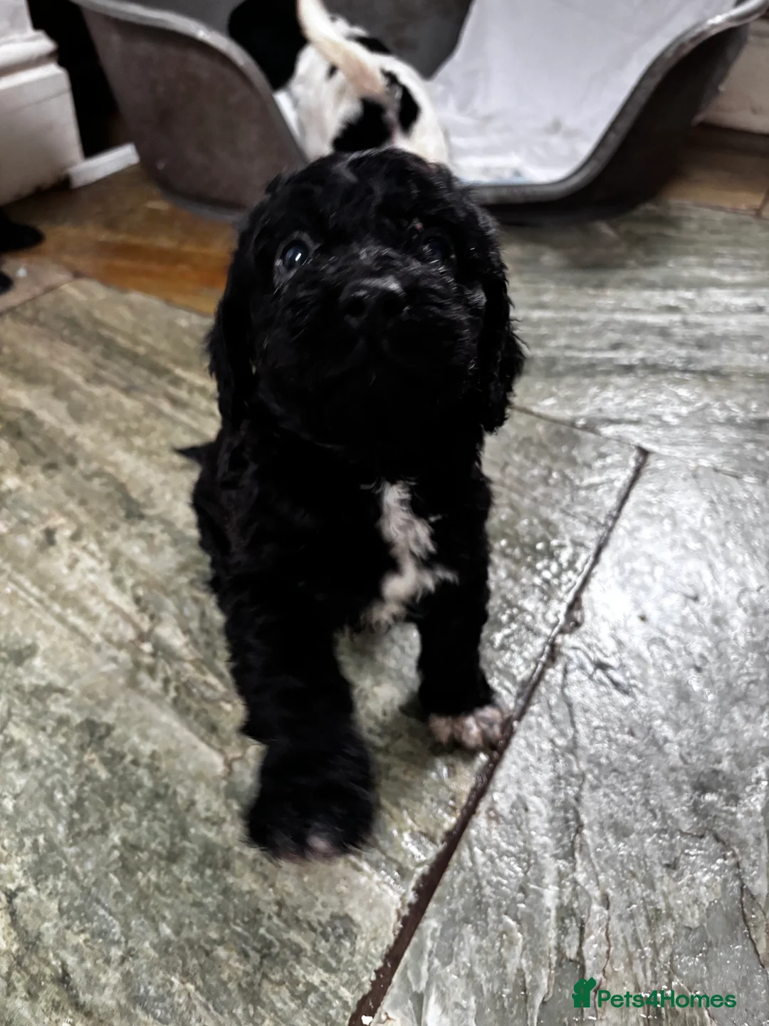 Sproodle dogs for sale: Sproodle puppies 🐶  - Advert 2