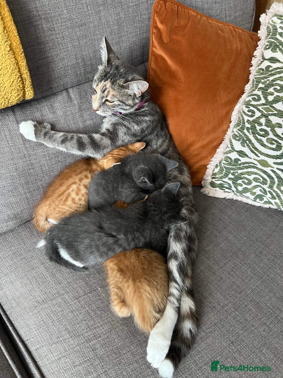 British Shorthair cats for sale: British Shorthair kittens  - Advert 6