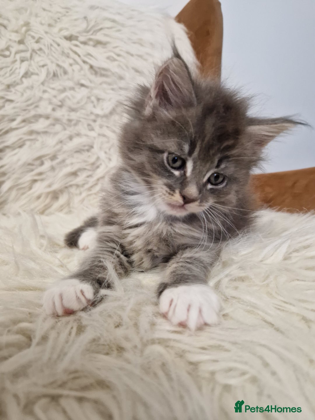 Maine Coon cats for sale: Maine Coon GCCF  - Advert 9