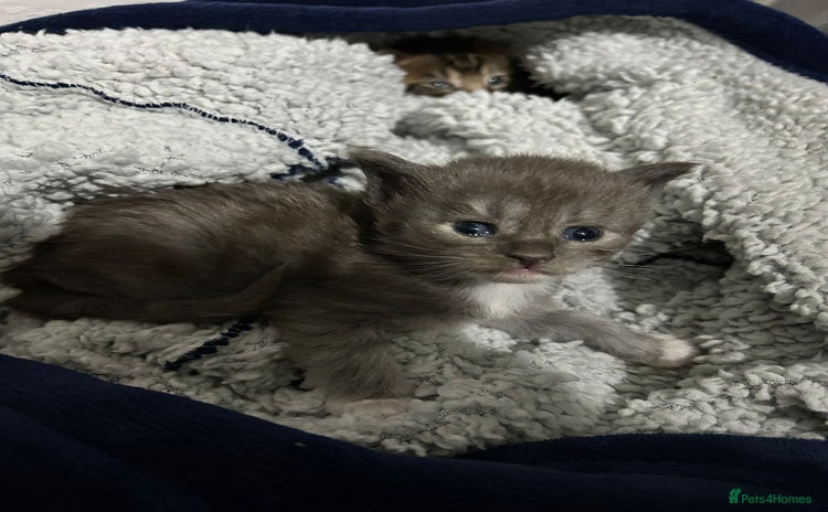 Maine Coon cats - Advert 2