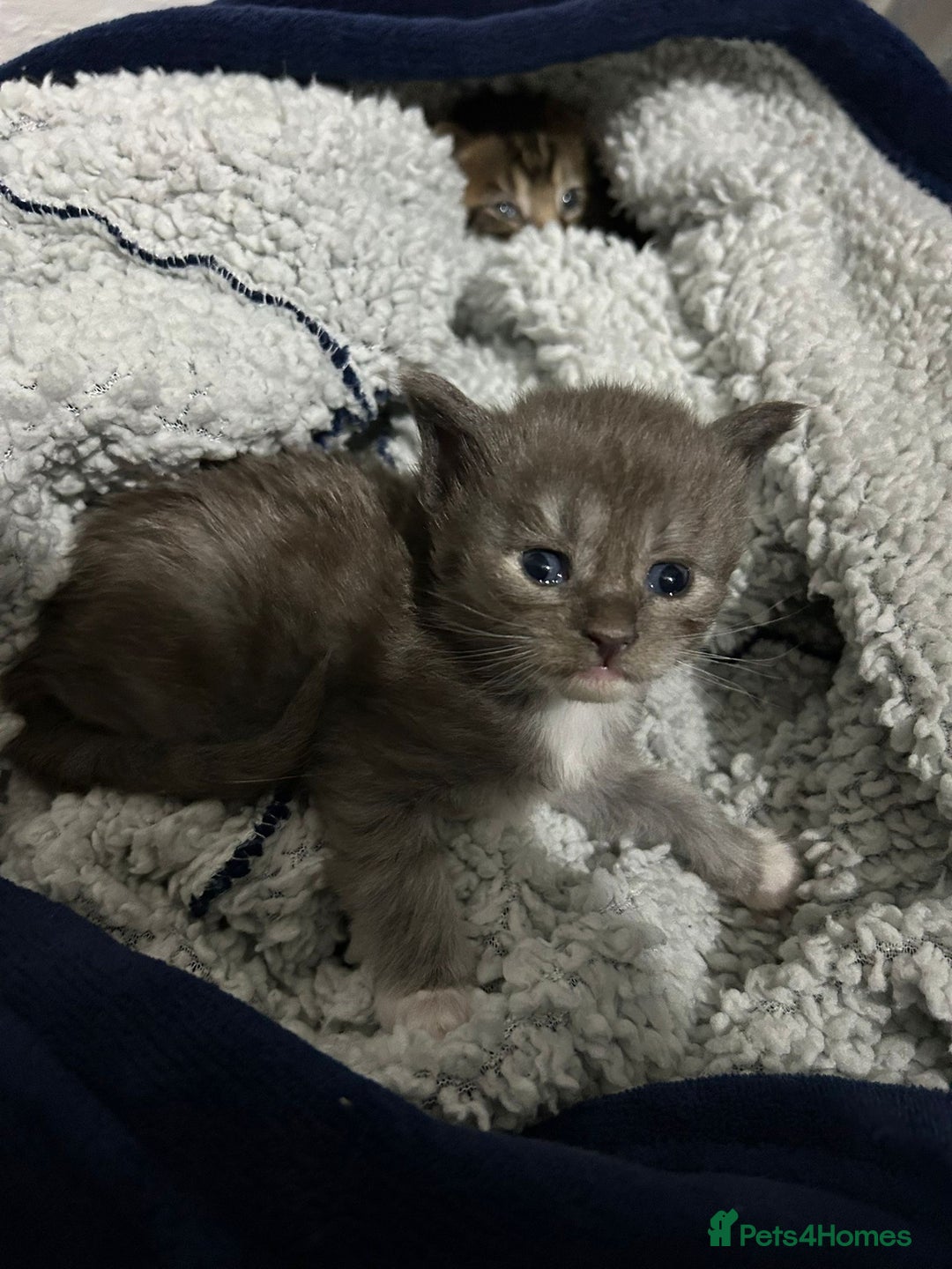Maine Coon cats for sale: Beautiful mainecoon kits  - Image 1