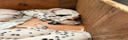 Dalmatian dogs for sale: RKG Dalmatian pups ready this weekend  - Advert 8