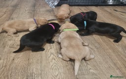Labrador Retriever dogs for sale: Lab Pups - Red Fox/Black - Image 6