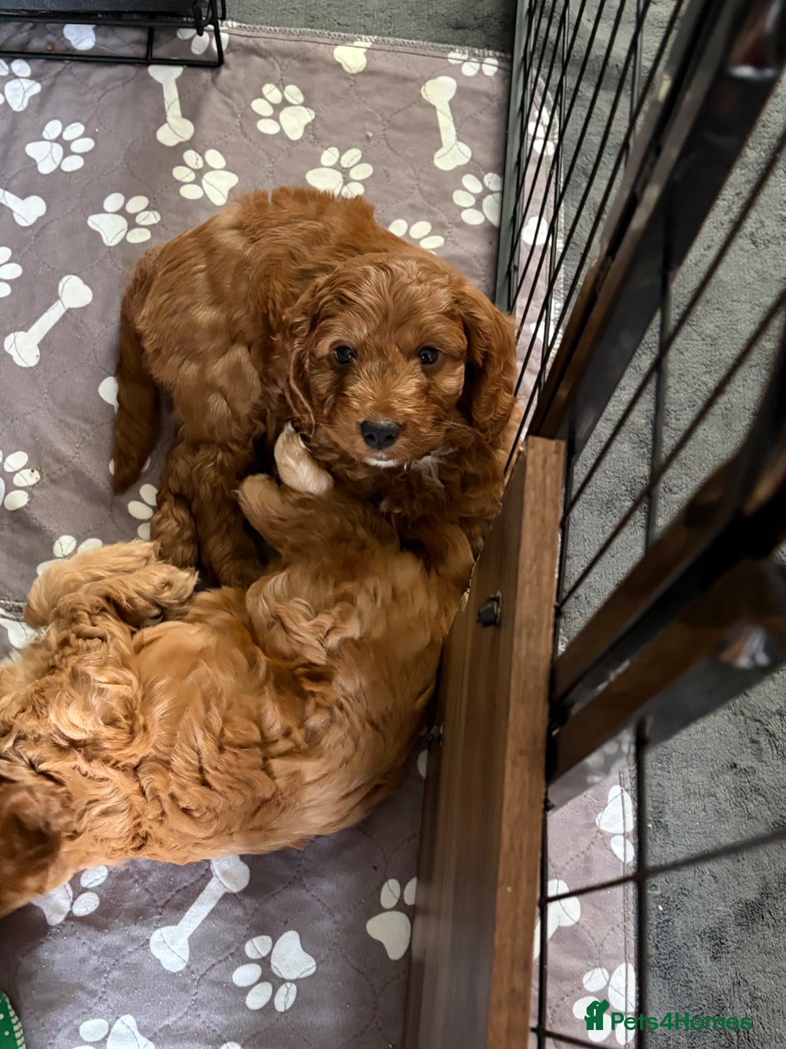 Cockapoo dogs F1 Toy Cockerpoo’s fox red with white markings - Advert 2