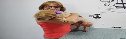Mixed Breed dogs for adoption: 🐾💛 ARISA – The Little Dog Nobody Stopped For💛🐾 - Advert 29