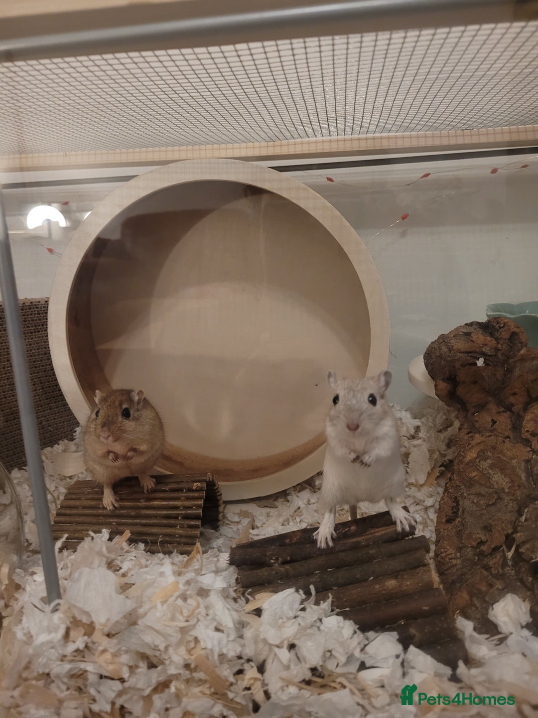 Gerbil rodents for sale: 🐾 Lonely Gerbil Seeking Friend – Meet Snow! 🐾 - Image 3