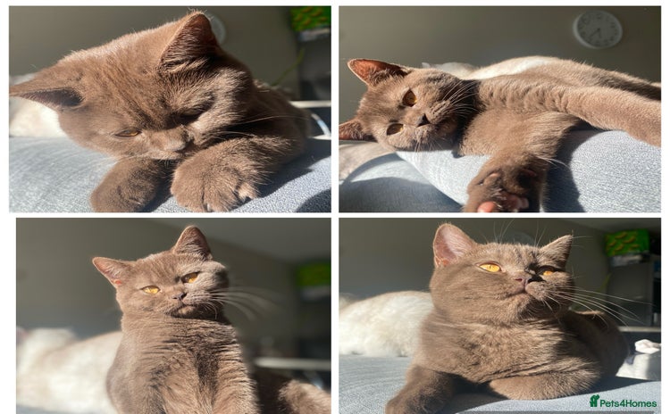 British Shorthair cats - Advert 2