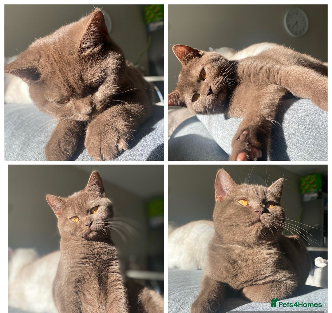 British Shorthair cats for sale: BROWN TICA GIRL Stunning shiny coat ,cooper eye  - Image 1