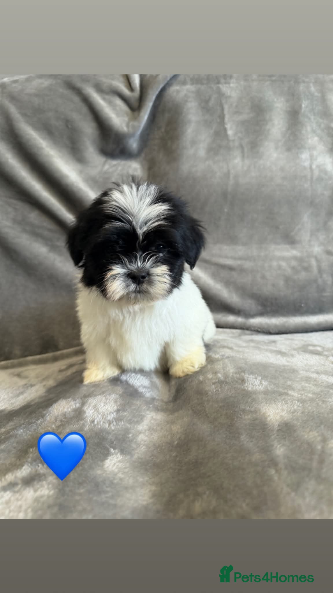 Lhasa Apso dogs Lhasa apso puppies  - Advert 1