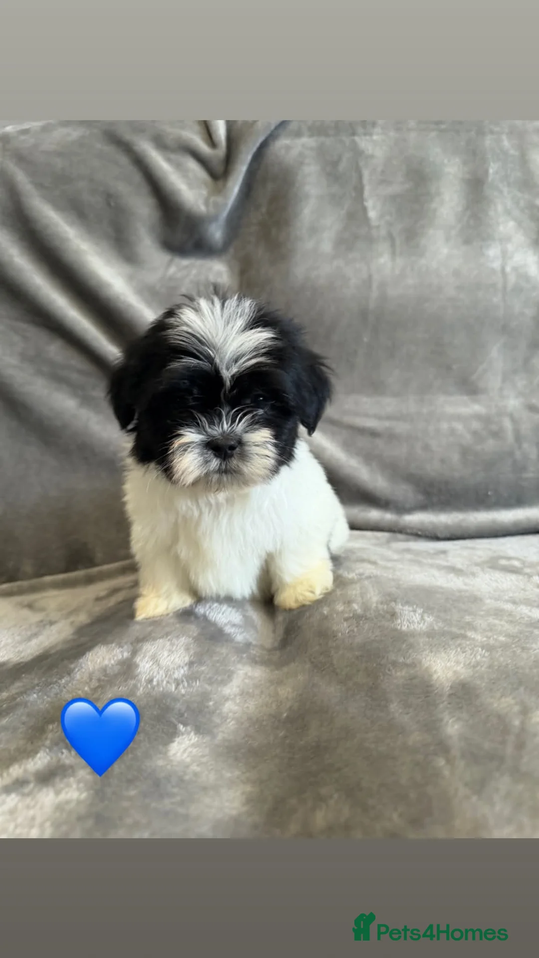 Lhasa Apso dogs for sale: Lhasa apso puppies  - Advert 1