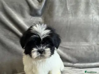 Lhasa Apso dogs Lhasa apso puppies - Advert 4